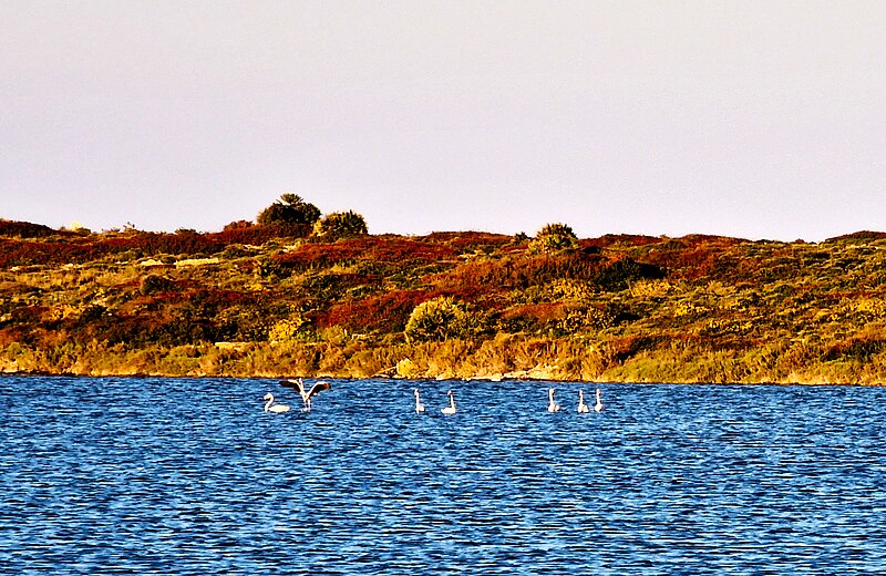 Flamingos at Vendicari